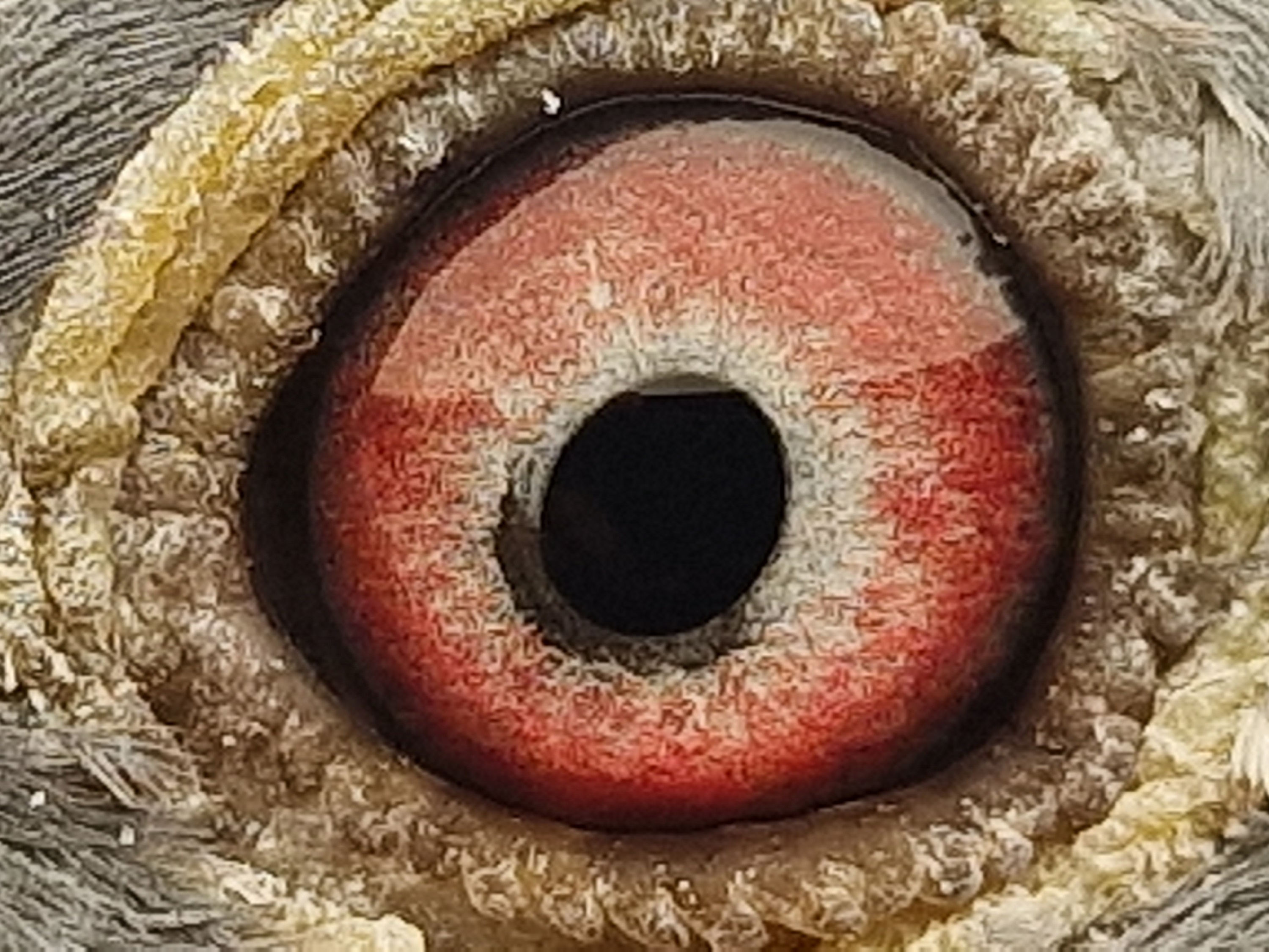 Pigeon eye